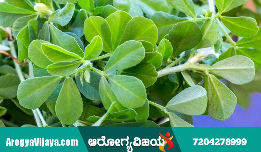 Benefits of fenugreek greens,