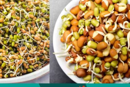 Benefits of Consuming Sprouted Pulses