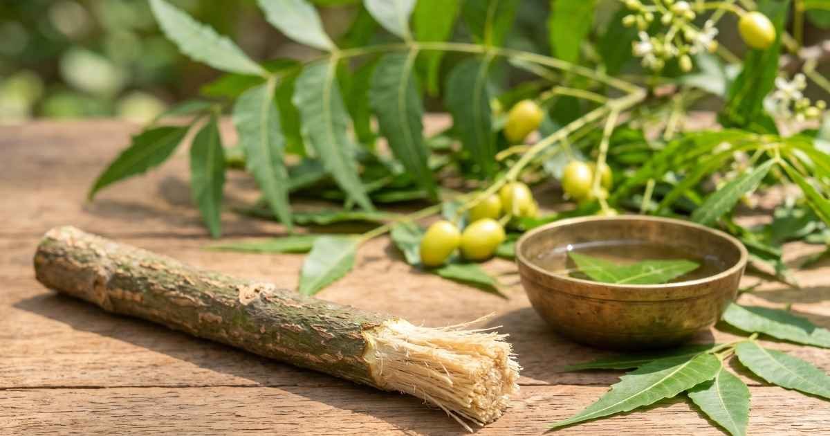 ಬೇವಿನ ಕಡ್ಡಿಯಿಂದ ಹಲ್ಲುಜ್ಜುವ ನೈಸರ್ಗಿಕ ವಿಧಾನ - Neem stick for natural oral health and teeth whitening